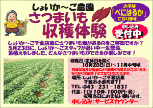 今年はどんなお芋は掘れるか楽しみですね♪